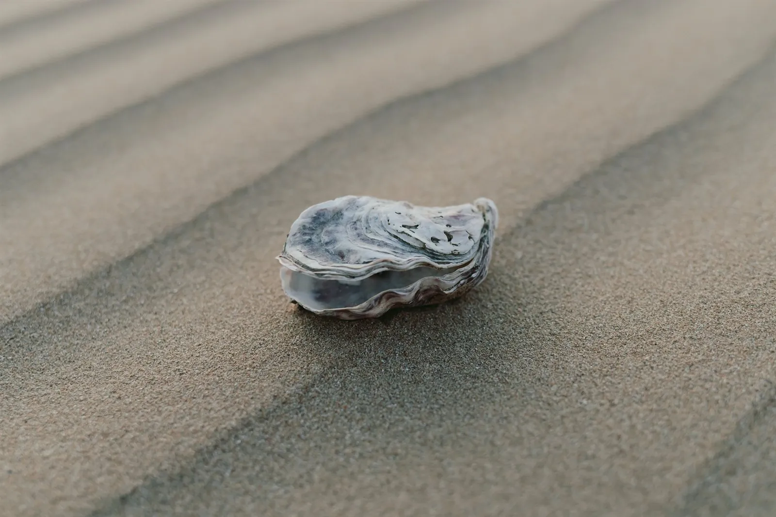 An oyster lying on the rippled sand of Asnelles beach